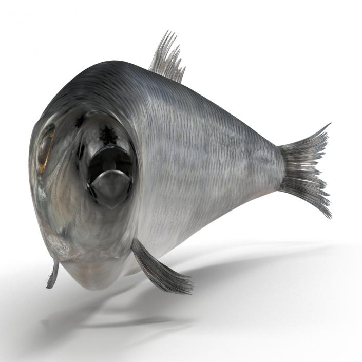 Herring Fish Rigged 3D model