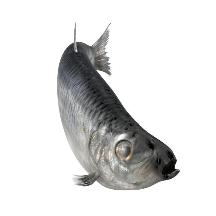 Herring Fish Rigged 3D model