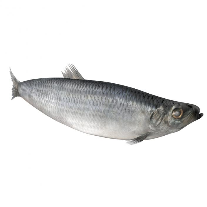 Herring Fish Rigged 3D model