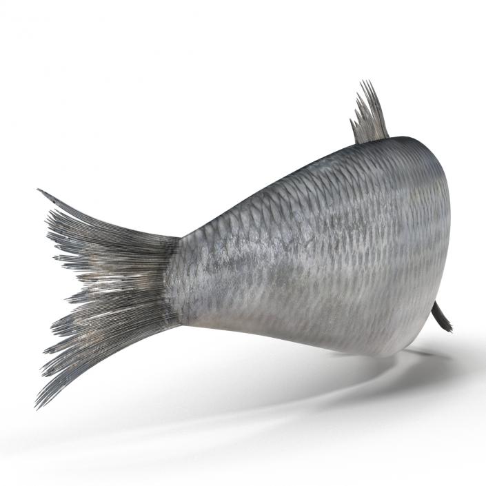 Herring Fish Rigged 3D model