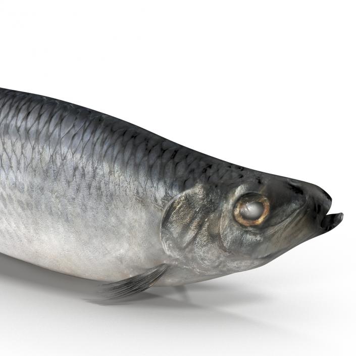 Herring Fish Rigged 3D model