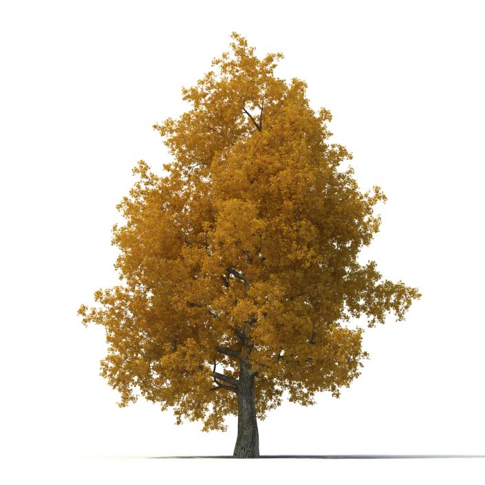 Yellow Poplar Old Tree Autumn 3D model