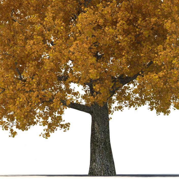 Yellow Poplar Old Tree Autumn 3D model