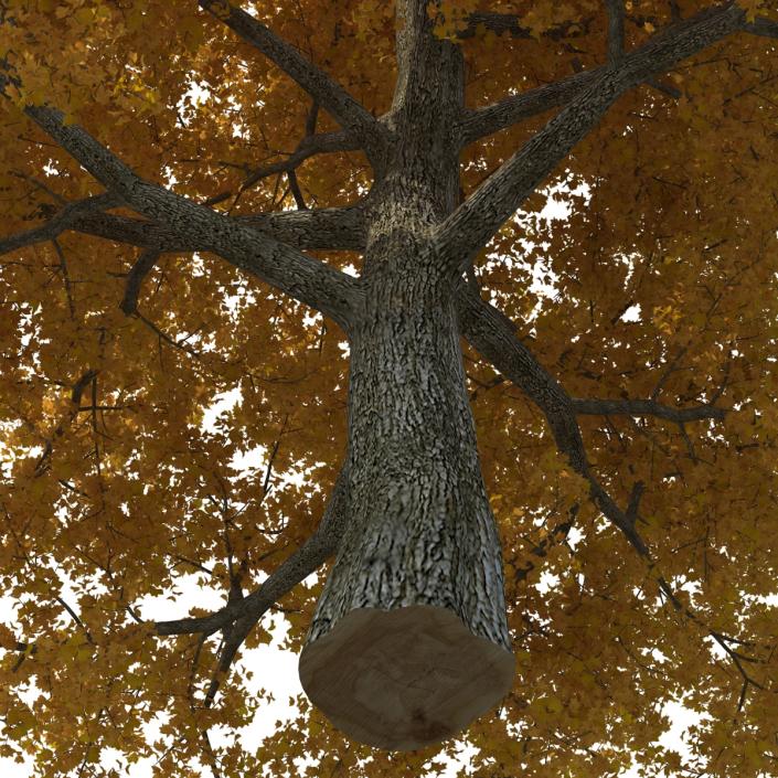 Yellow Poplar Old Tree Autumn 3D model