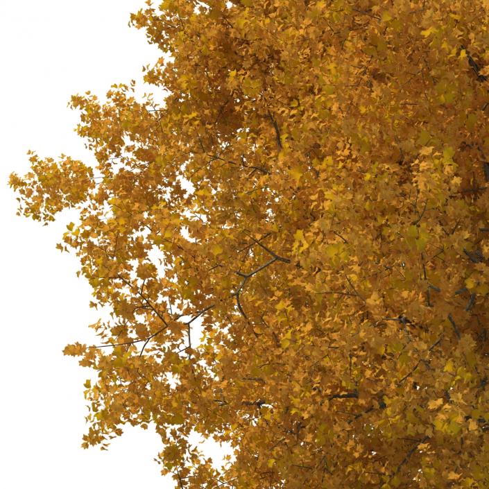 Yellow Poplar Old Tree Autumn 3D model