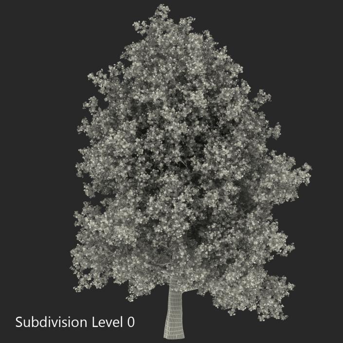 Yellow Poplar Old Tree Autumn 3D model