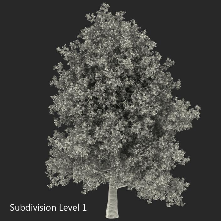 Yellow Poplar Old Tree Autumn 3D model