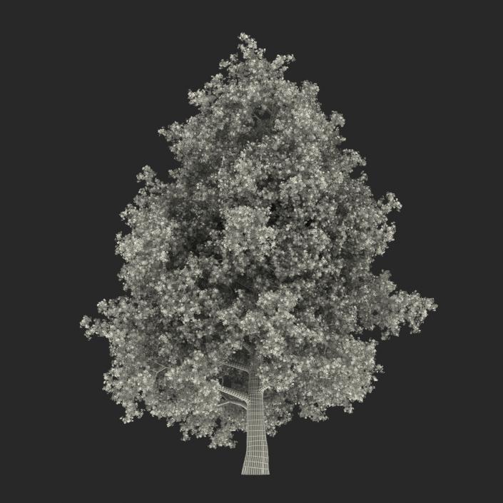 Yellow Poplar Old Tree Autumn 3D model