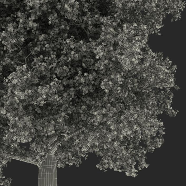 Yellow Poplar Old Tree Autumn 3D model