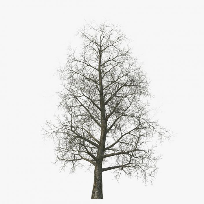 Yellow Poplar Old Tree Winter 3D model