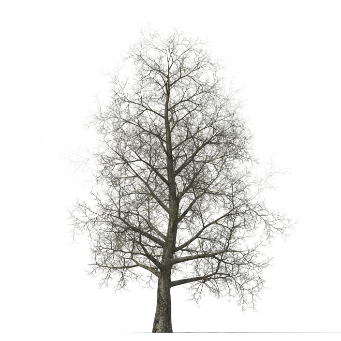 Yellow Poplar Old Tree Winter 3D model