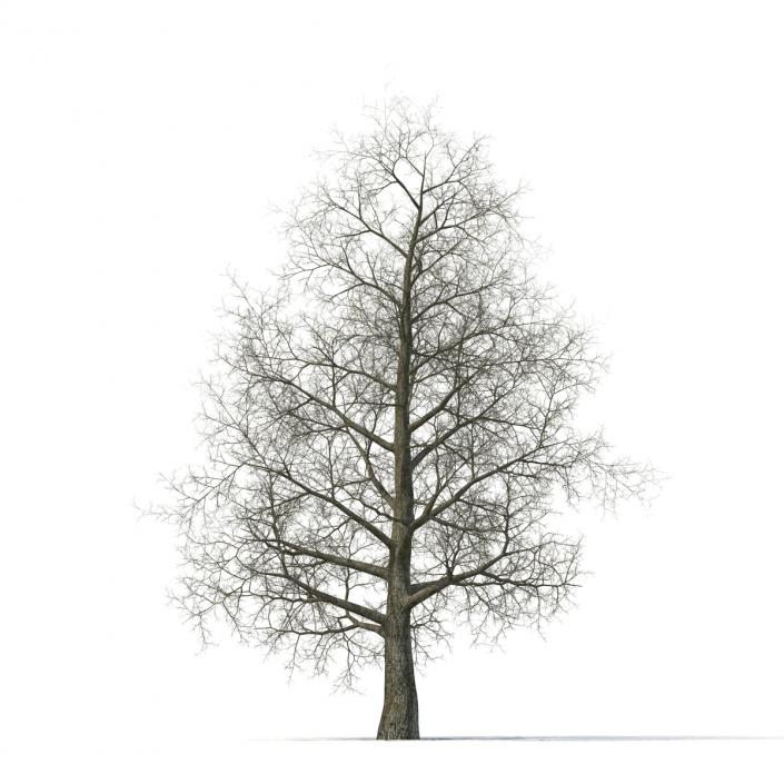 Yellow Poplar Old Tree Winter 3D model