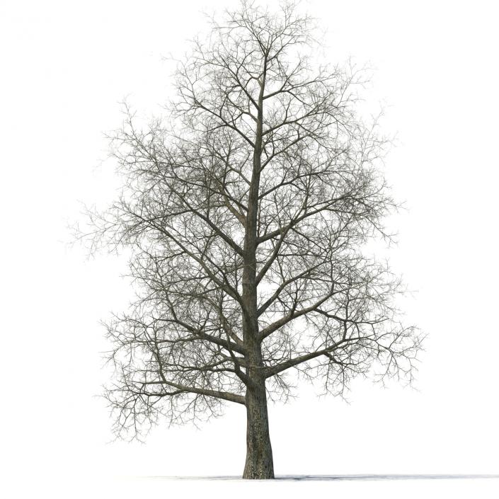 Yellow Poplar Old Tree Winter 3D model