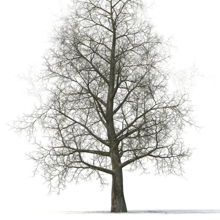 Yellow Poplar Old Tree Winter 3D model