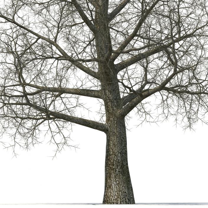 Yellow Poplar Old Tree Winter 3D model