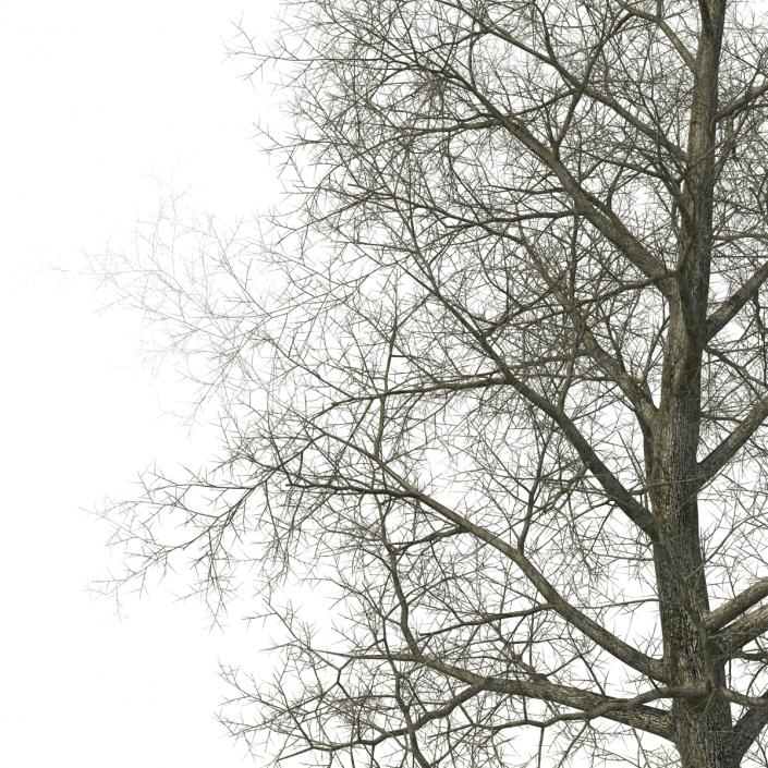 Yellow Poplar Old Tree Winter 3D model