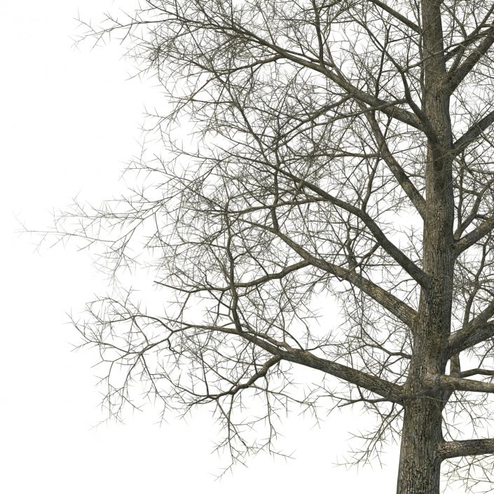 Yellow Poplar Old Tree Winter 3D model