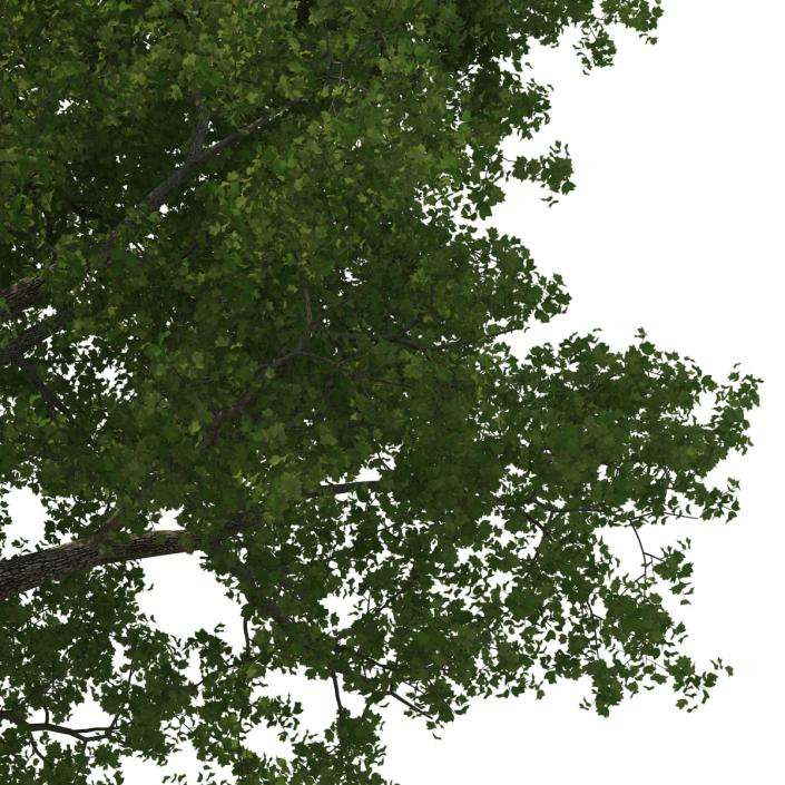 Yellow Poplar Old Tree Summer 3D model