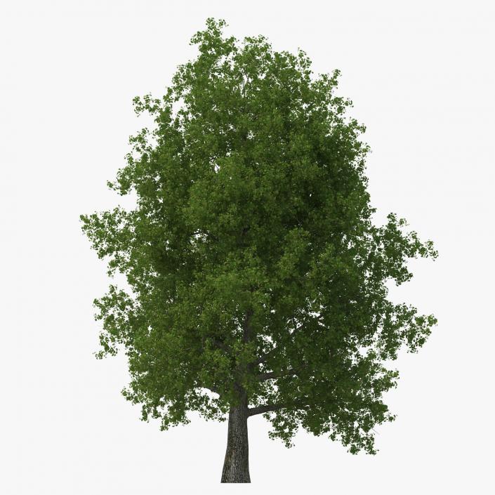 Yellow Poplar Old Tree Summer 3D model