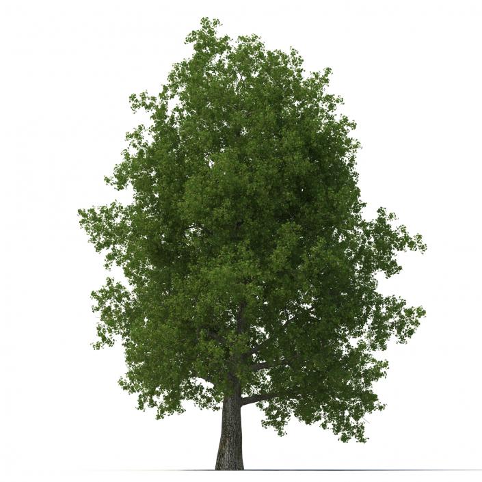 Yellow Poplar Old Tree Summer 3D model