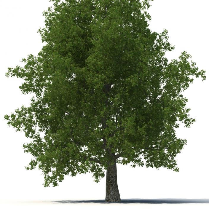 Yellow Poplar Old Tree Summer 3D model