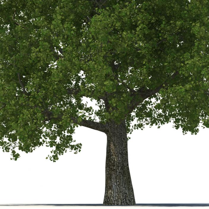 Yellow Poplar Old Tree Summer 3D model