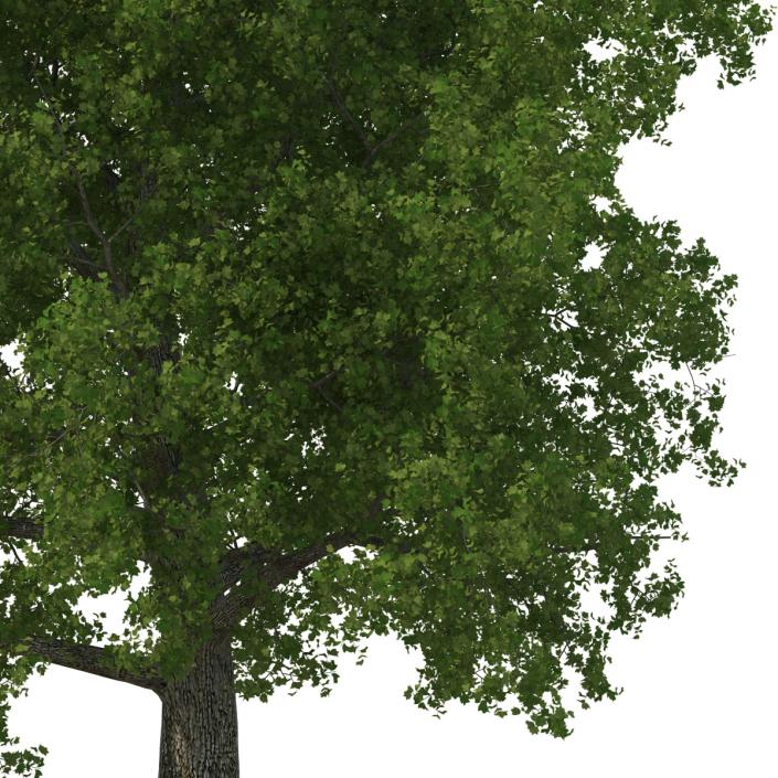 Yellow Poplar Old Tree Summer 3D model