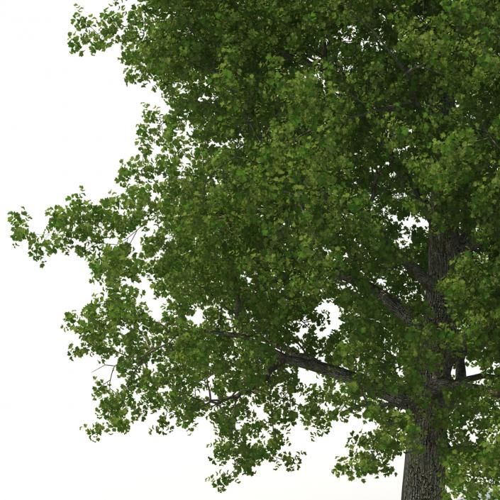 Yellow Poplar Old Tree Summer 3D model