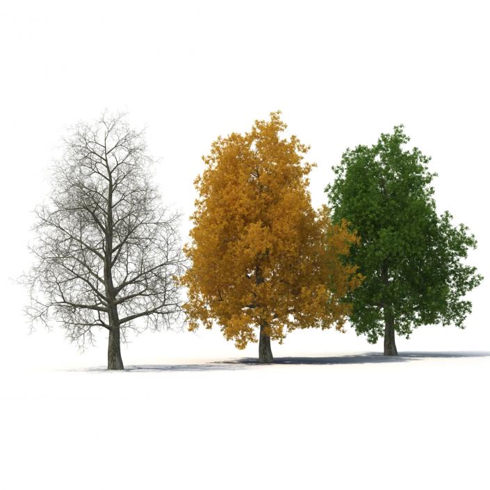 3D Yellow Poplar Old Tree Set