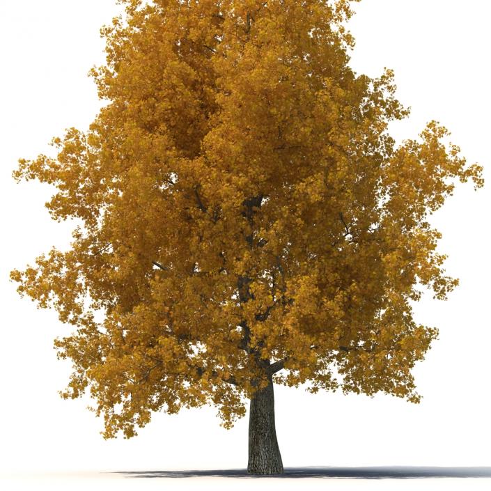 3D Yellow Poplar Old Tree Set