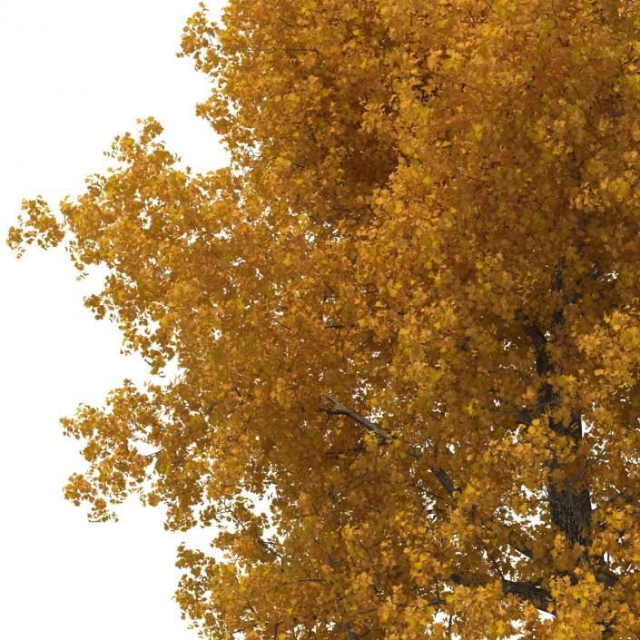 3D Yellow Poplar Old Tree Set