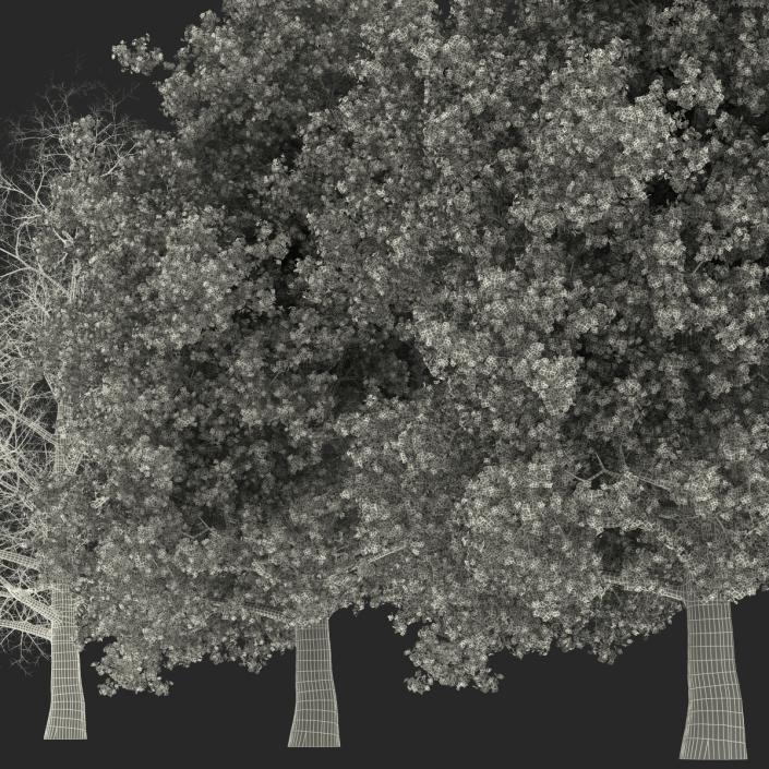 3D Yellow Poplar Old Tree Set