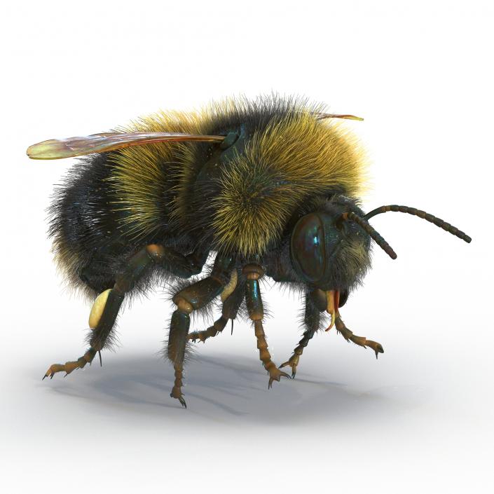 Bumblebee 3D model