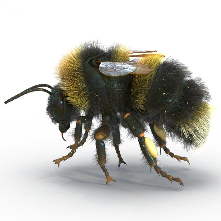 Bumblebee 3D model