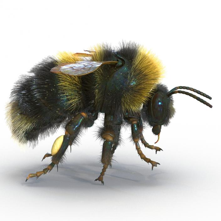 Bumblebee 3D model