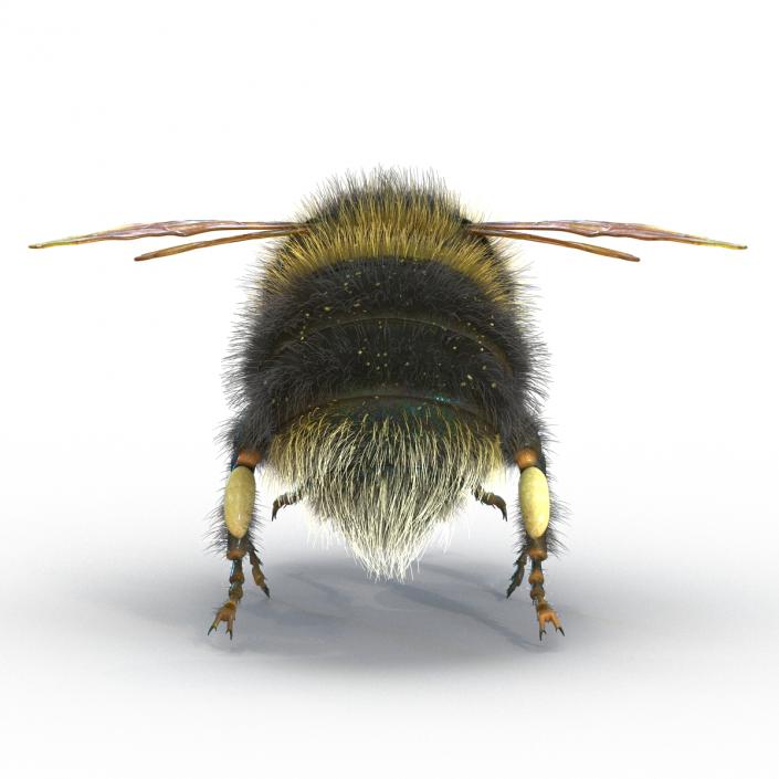 Bumblebee 3D model