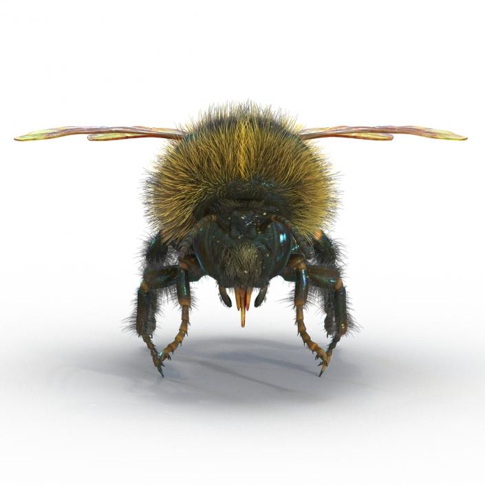 Bumblebee 3D model