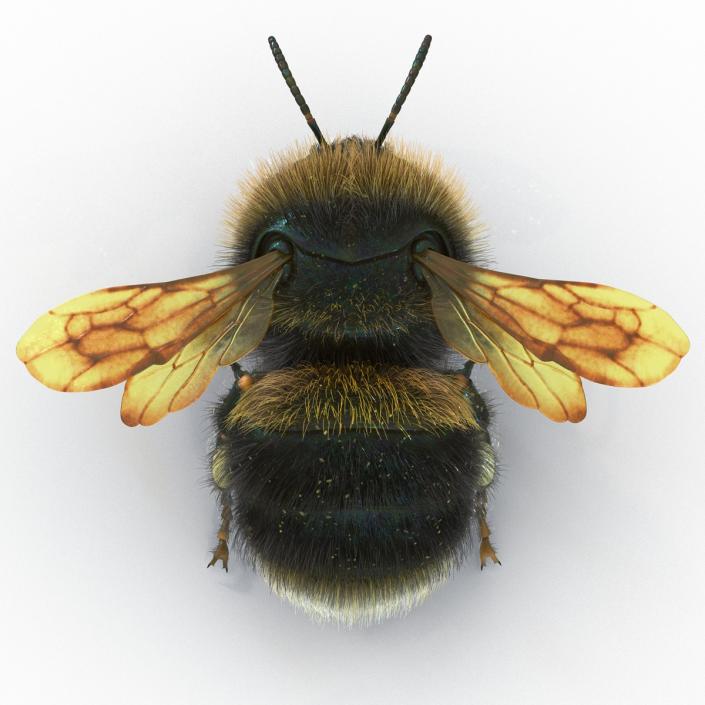 Bumblebee 3D model