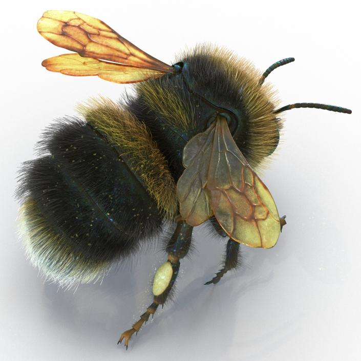 Bumblebee 3D model