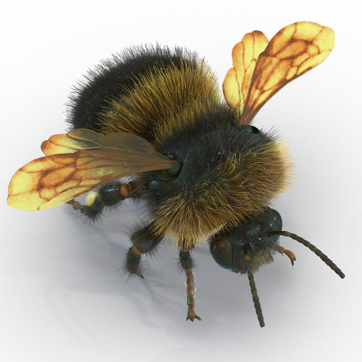 Bumblebee 3D model