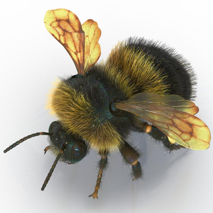 Bumblebee 3D model