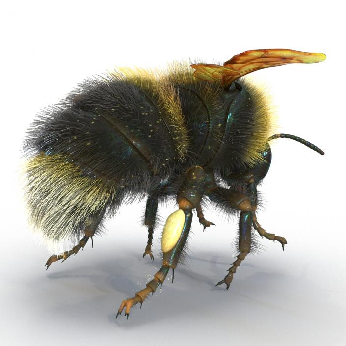 Bumblebee 3D model