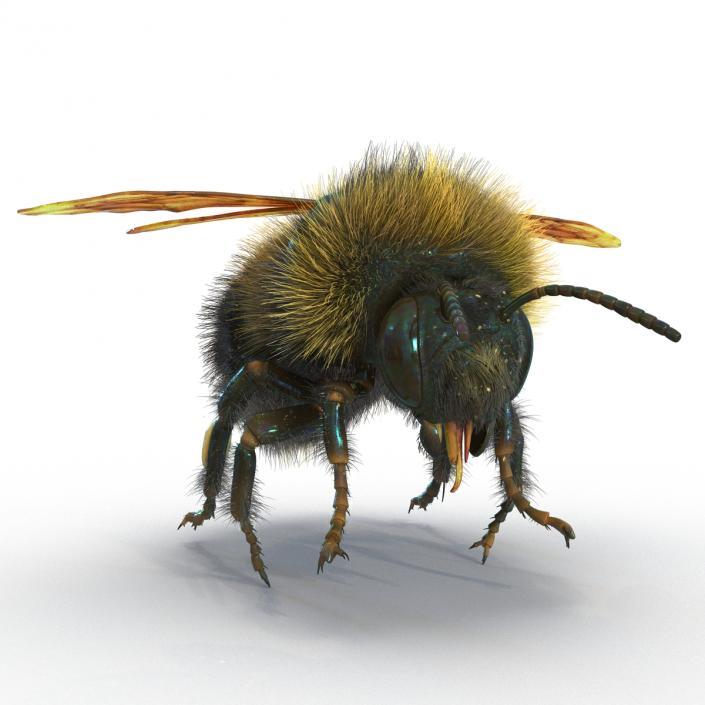 Bumblebee 3D model