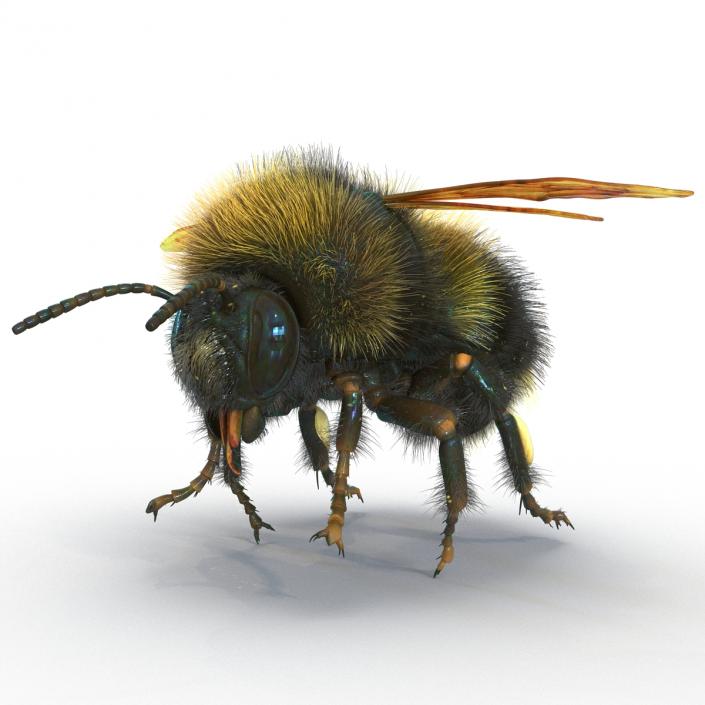 Bumblebee 3D model