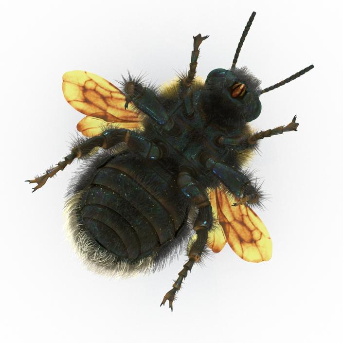 Bumblebee 3D model