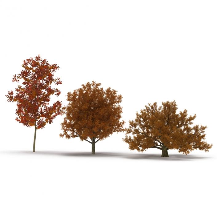 3D Autumn White Oak Trees Collection model