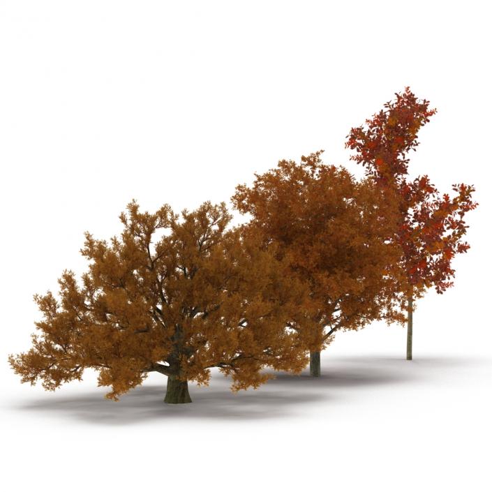 3D Autumn White Oak Trees Collection model