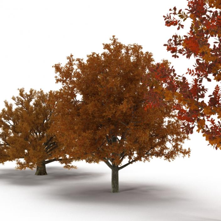 3D Autumn White Oak Trees Collection model