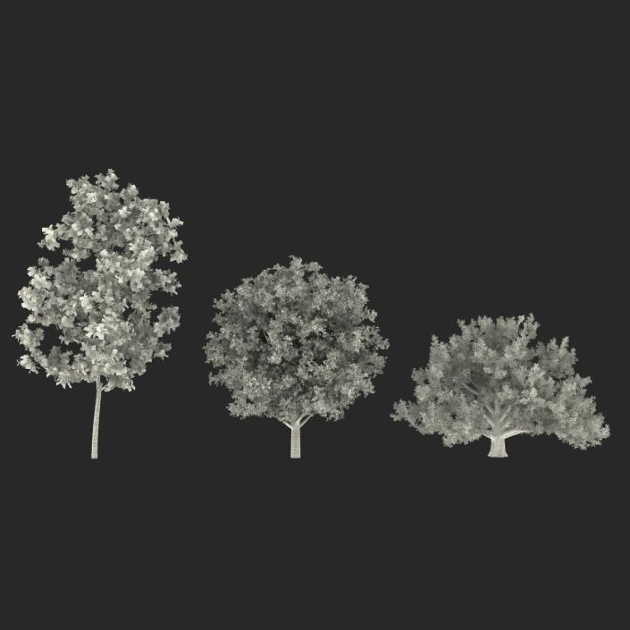 3D Autumn White Oak Trees Collection model