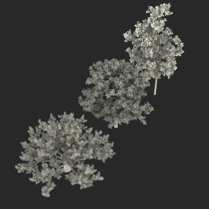 3D Autumn White Oak Trees Collection model